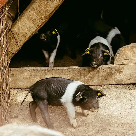 Farm stay San Gregorio *