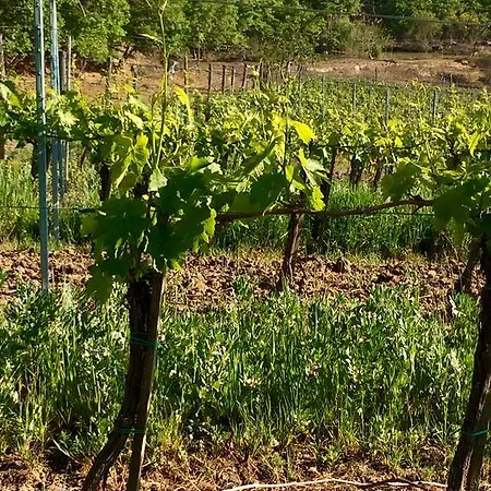 Farm stay San Gregorio